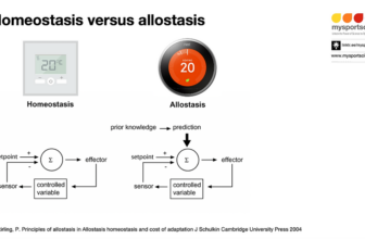 Why understanding allostasis is essential in elite...