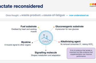 Lactate